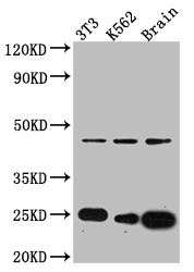 CDC42 Recombinant Monoclonal Antibody