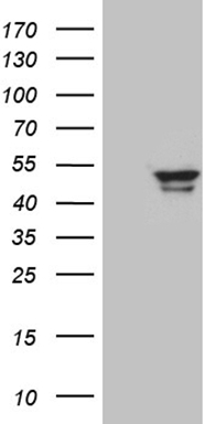 CDC42 binding protein kinase alpha Antibody
