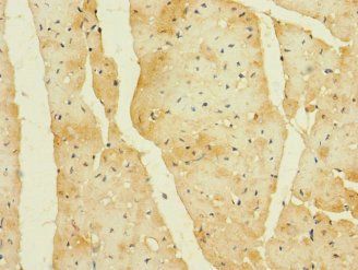 CDC42EP2 Antibody