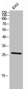 CDC42EP2 Antibody
