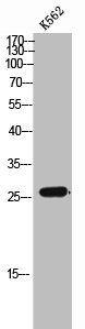 CDC42EP3 Antibody
