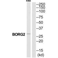 CDC42EP3 Antibody