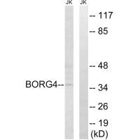 CDC42EP4 Antibody