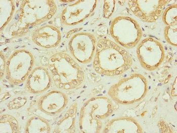 CDC45 Antibody