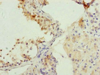 CDC45 Antibody