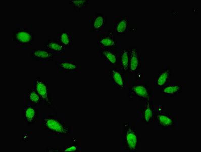CDC45 Antibody