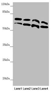 CDC45 Antibody