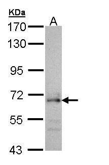 CDC45L antibody