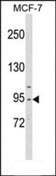 CDC5L antibody