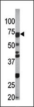 CDC6 (phospho-Ser54) antibody