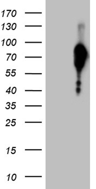 CDC6 Antibody