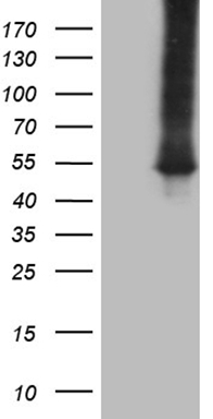 CDC6 Antibody