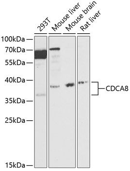 CDCA8 antibody