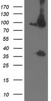 CDCP1 Antibody