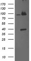 CDCP1 Antibody