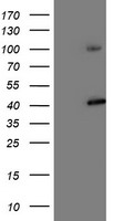 CDCP1 Antibody