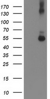 CDCP1 Antibody