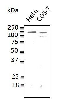 CDH1 Antibody