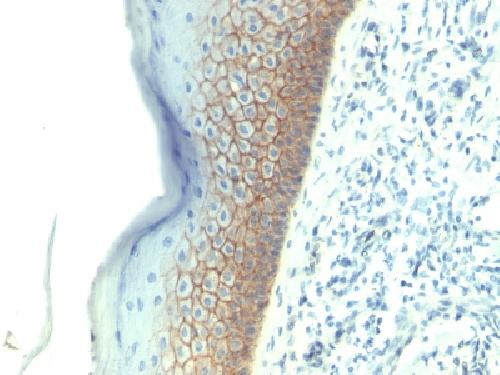E-Cadherin/ CD324 (Intercellular Junction Marker) Antibody
