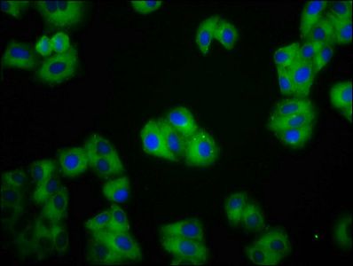 CDH1 Antibody