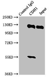 CDH1 Antibody