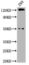 CDH1 Antibody