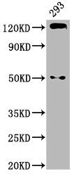CDH1 antibody