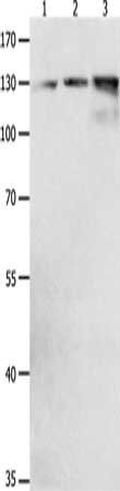 CDH1 Antibody
