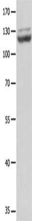 CDH1 Antibody