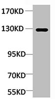 CDH1 Antibody