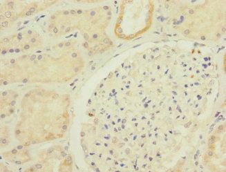 CDH10 Antibody