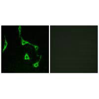 CDH10 Antibody
