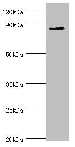 CDH11 antibody