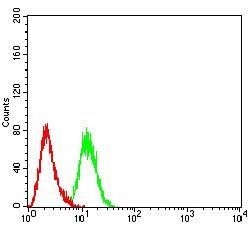 CDH11 Antibody