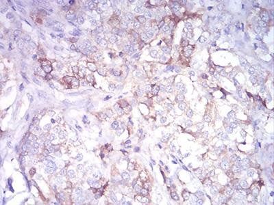 CDH11 Antibody