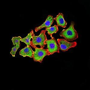 CDH11 Antibody