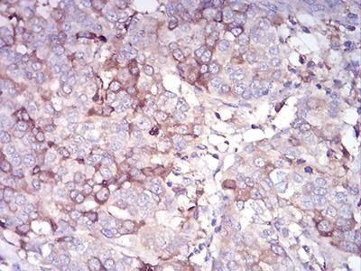 CDH11 Antibody