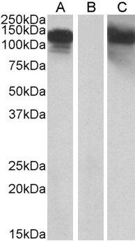 CDH11 (aa 497-509) Antibody