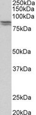 Goat anti-CDH1 (aa662-675) Antibody