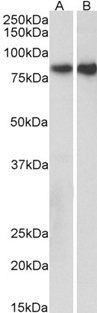 Goat anti-CDH1 (aa662-675) Antibody