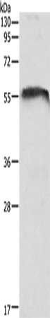 CDH23 Antibody