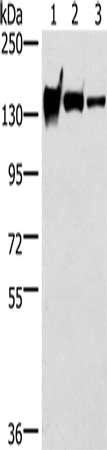 CDH4 Antibody