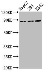 CDH7 antibody