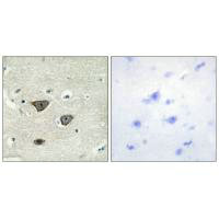 CDH8 Antibody