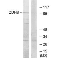 CDH8 antibody