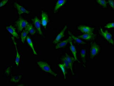 CDH9 Antibody