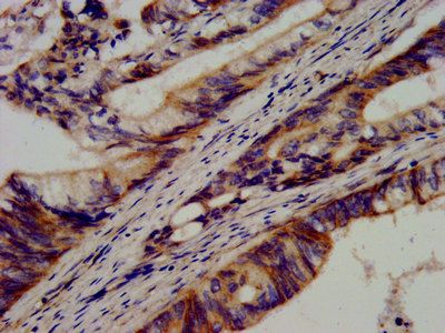 CDH9 Antibody