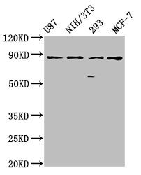 CDH9 Antibody