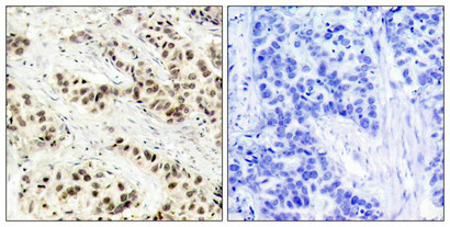 CDK1 (Ab-15) Antibody