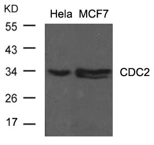 CDK1 (Ab-15) Antibody